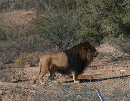 impressive barbary type lion