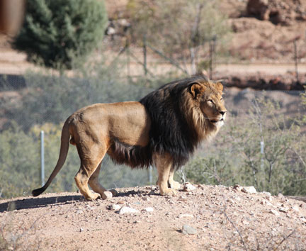 impressive barbary type lion