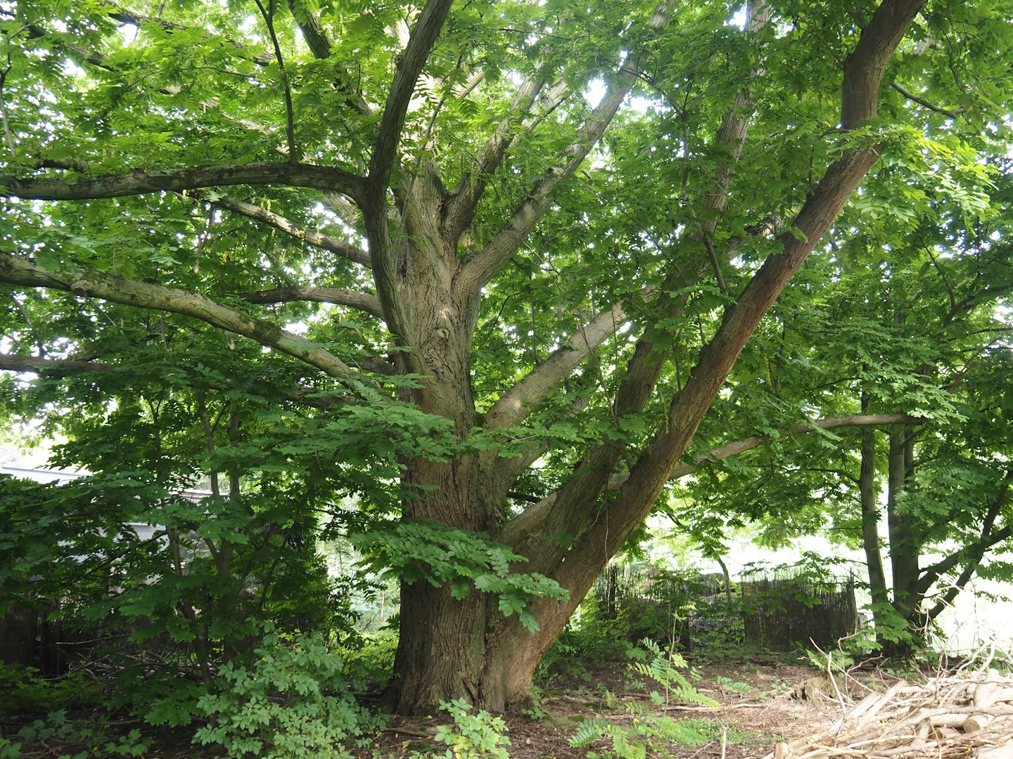 Impressive Caucasian wingnut tree (Pterocarya fraxinifolia), 2024-08-05