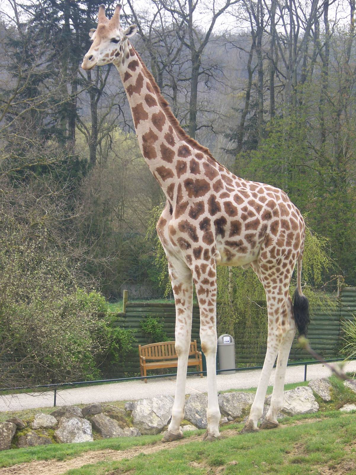 Impressive girafe