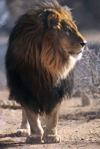 impressive male lion