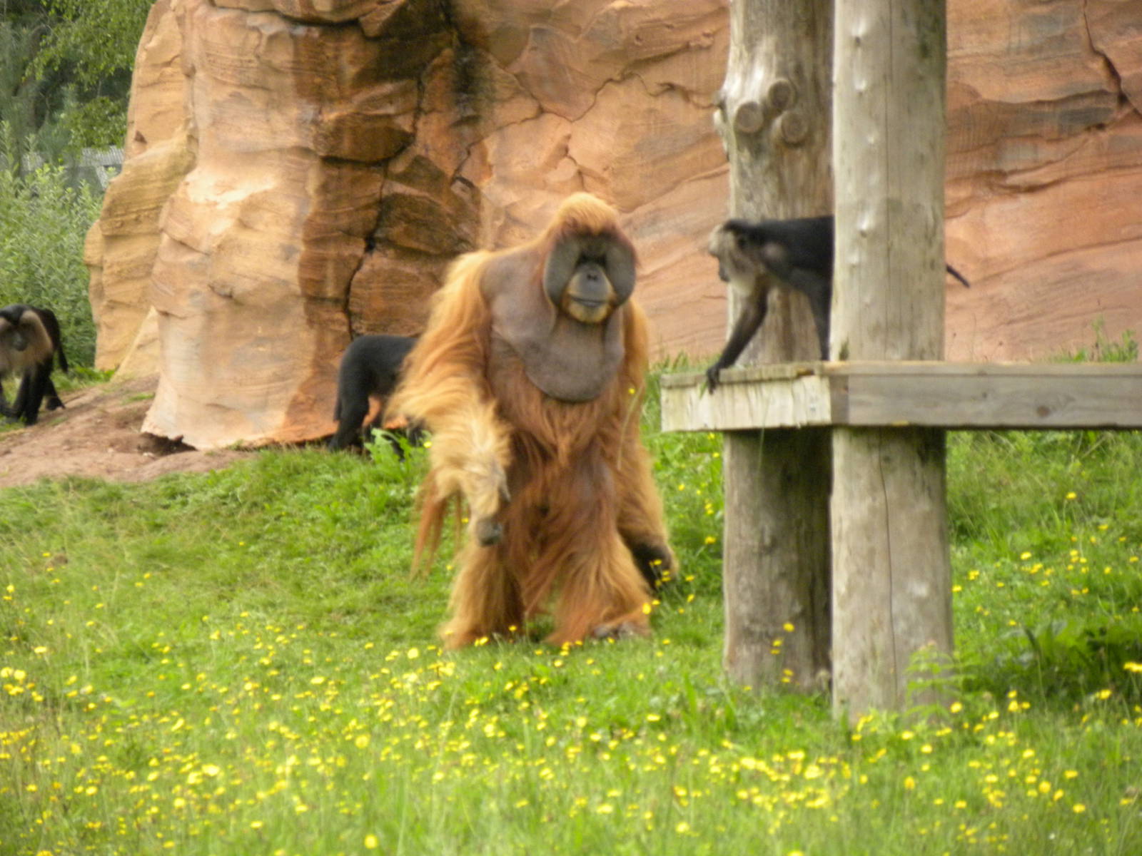 Impressive Male Oerang oetan