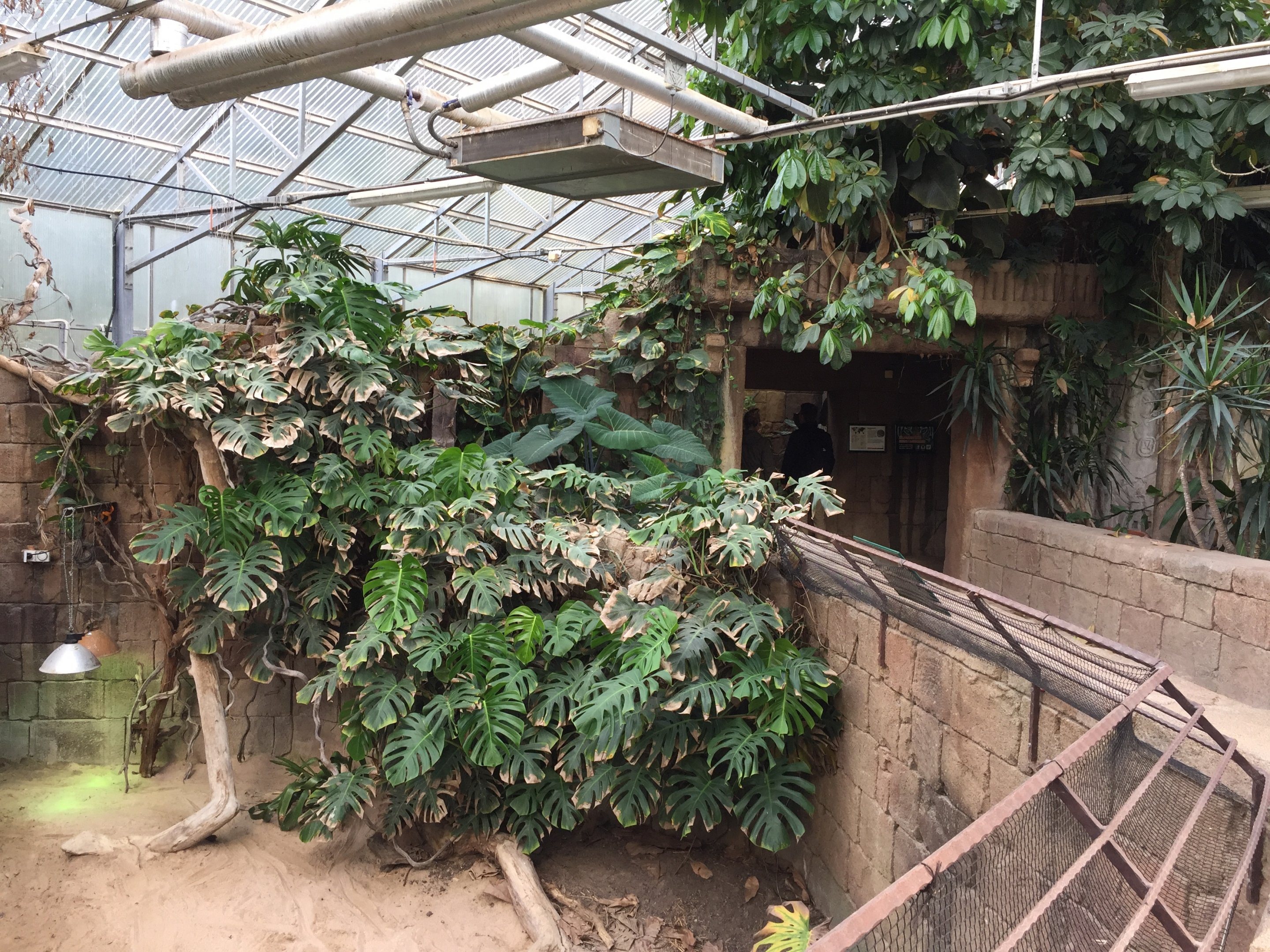 Impressive Monstera plant | "AmaZOOnas" Tropical House