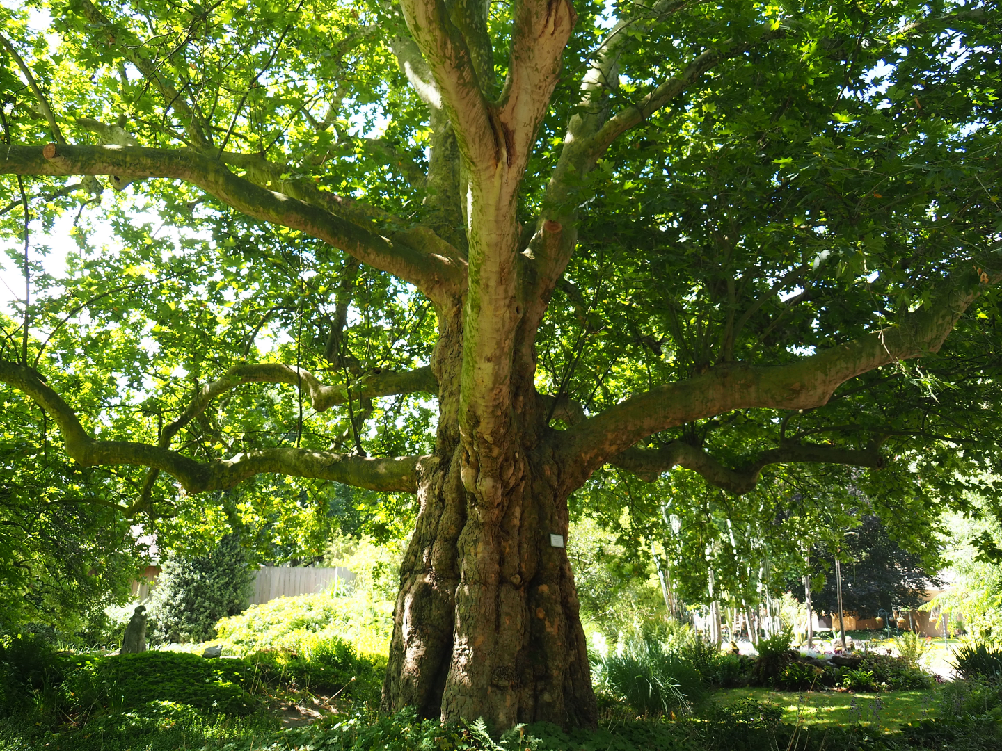 Impressive old London plane tree (Platanus x acerifolia) near the bird house, 2020-06-28