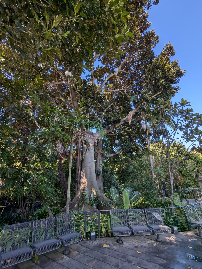 Impressive Tropical Vegetation Next to Monkey Trail