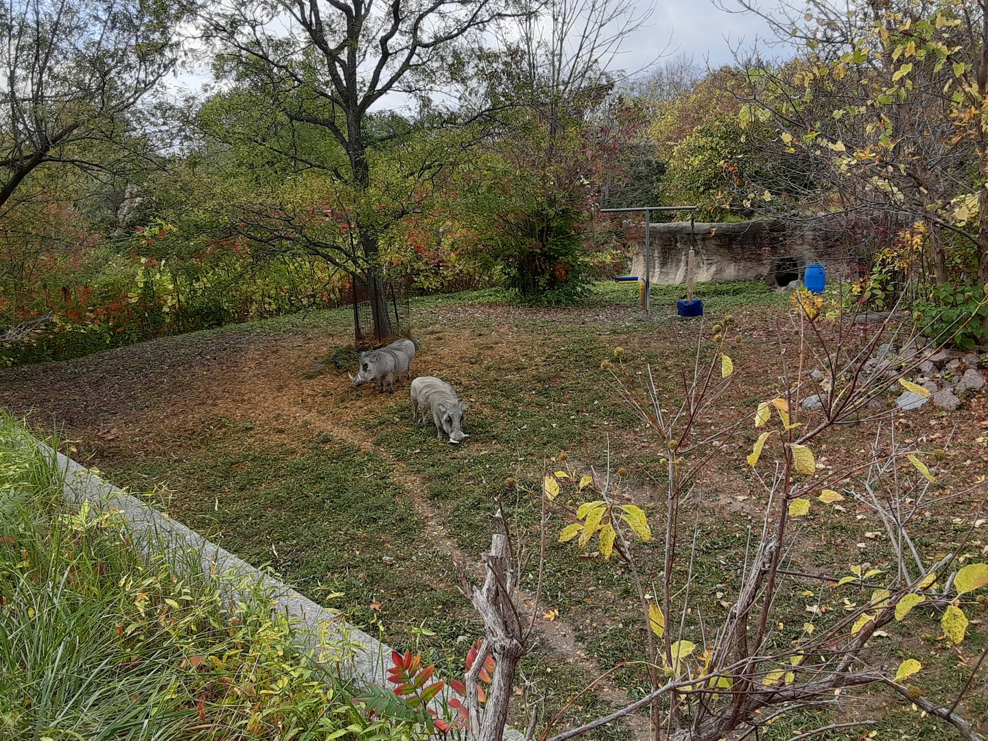 Impressive Warthog Exhibit