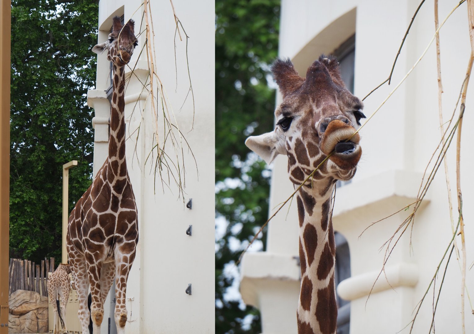 Impure Reticulated giraffe (Giraffa reticulata), 2020-05-24