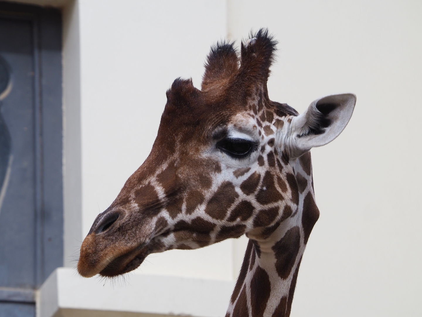 Impure reticulated giraffe (Giraffa reticulata), 2020-06-28