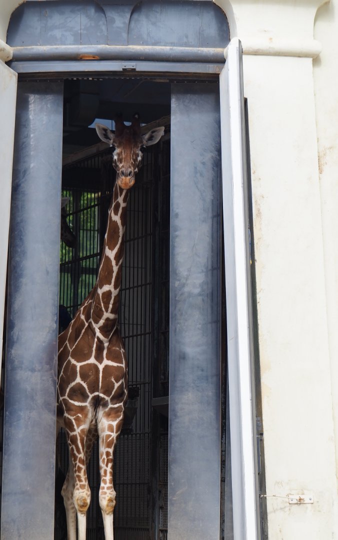 Impure reticulated giraffe (Giraffa reticulata) in doorway, 2020-06-28