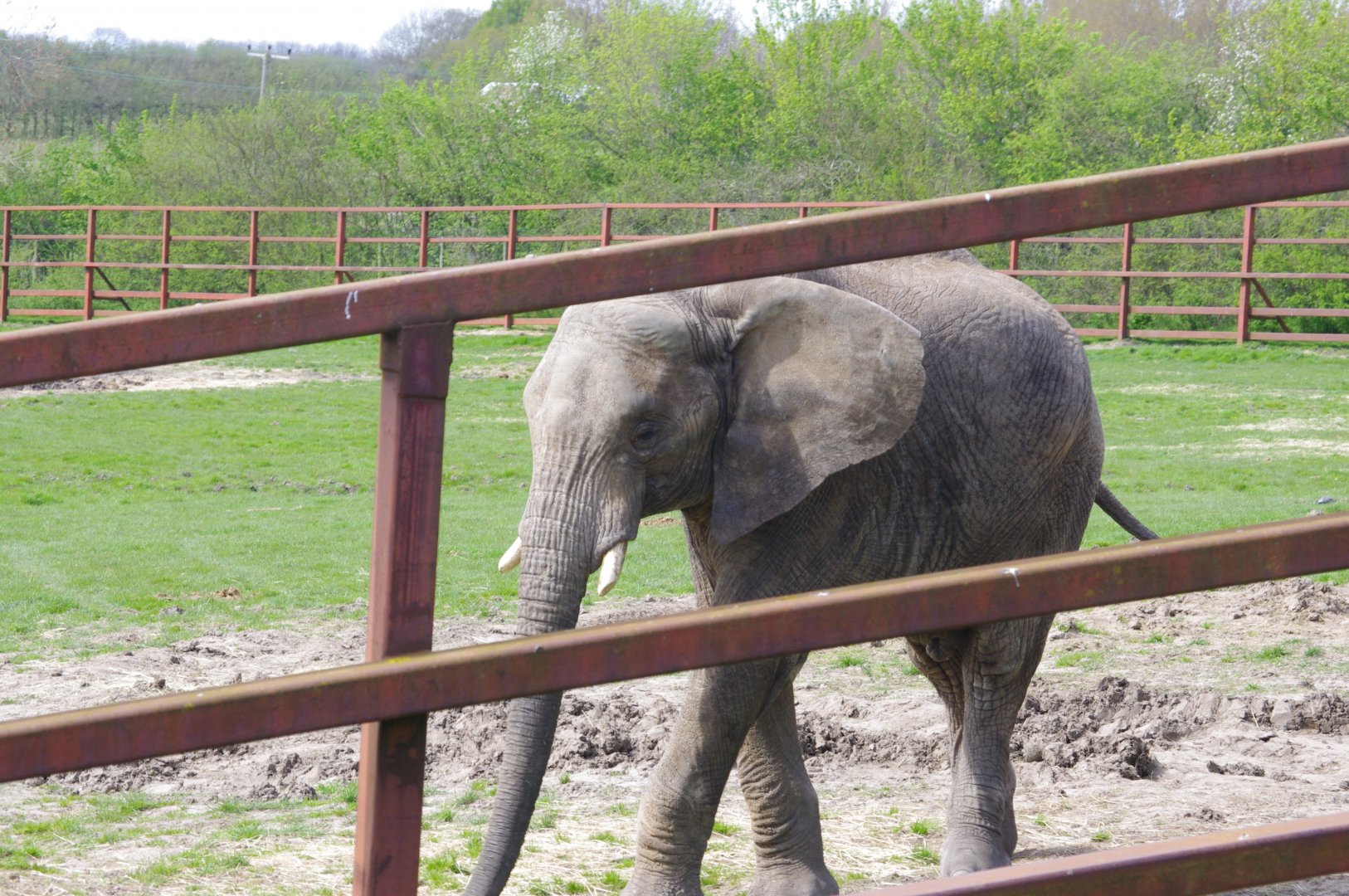 Impy- African Elephant- 12/4/2024