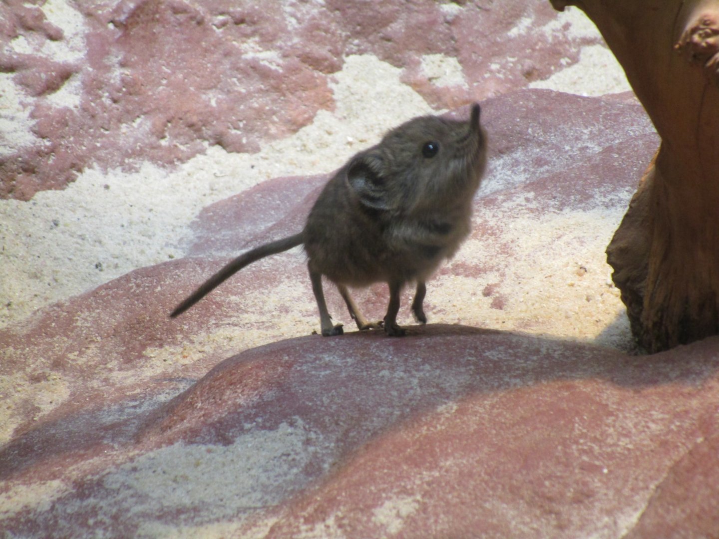 In a military style - Short-eared Elephant Shrew