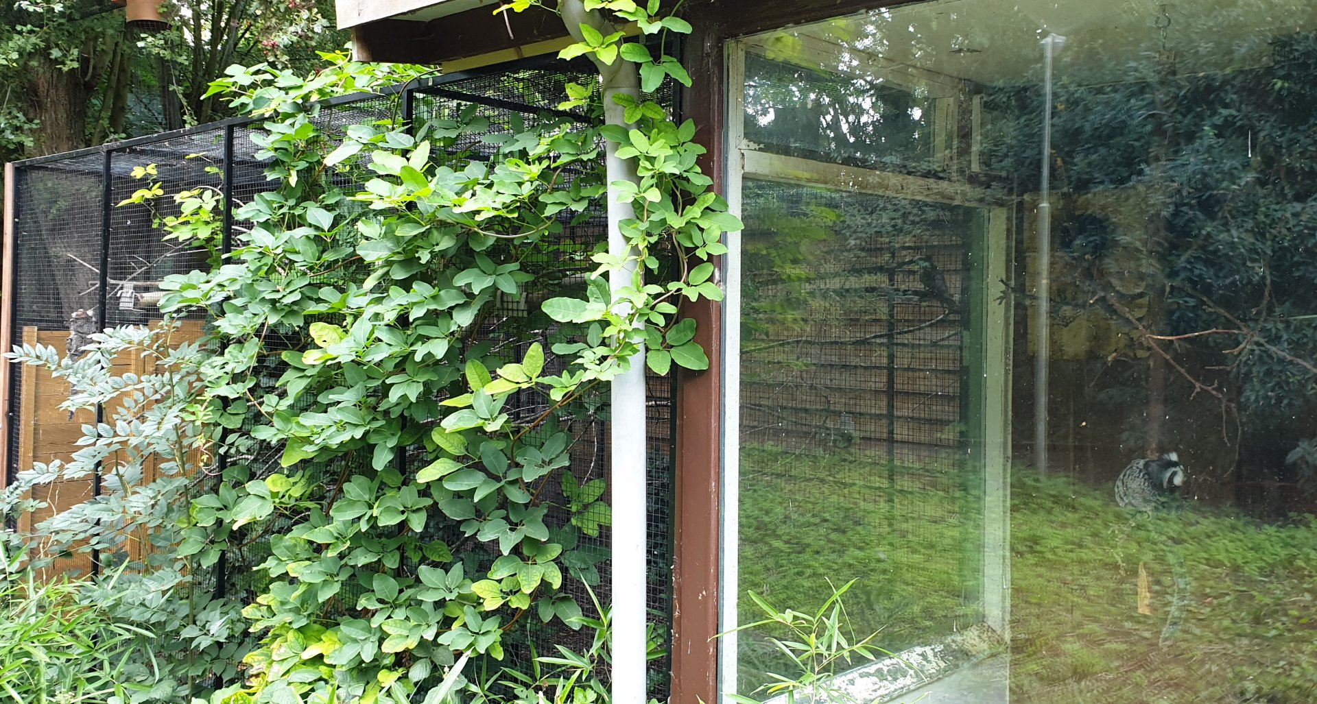 In and outdoor enclosure Common marmoset