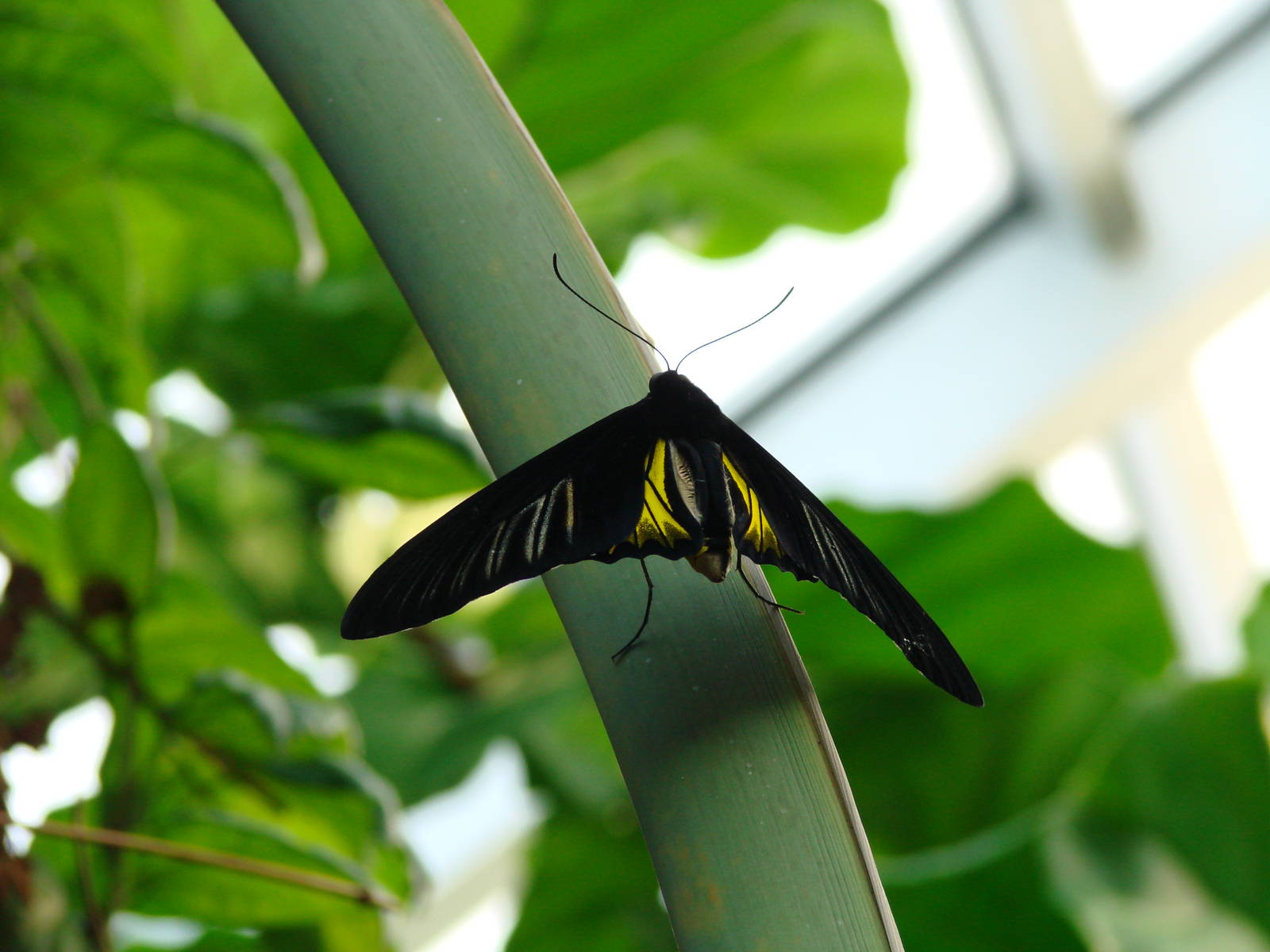 In Black and Gold - Wings of Paradise