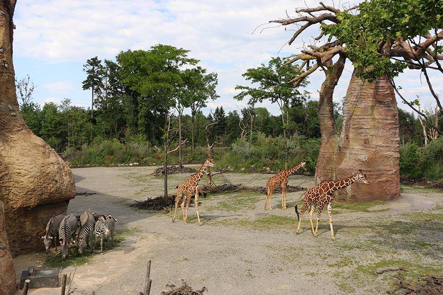 in front of giraffe house