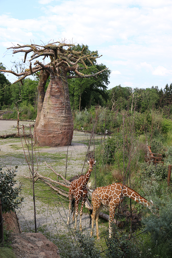 in front of giraffe house