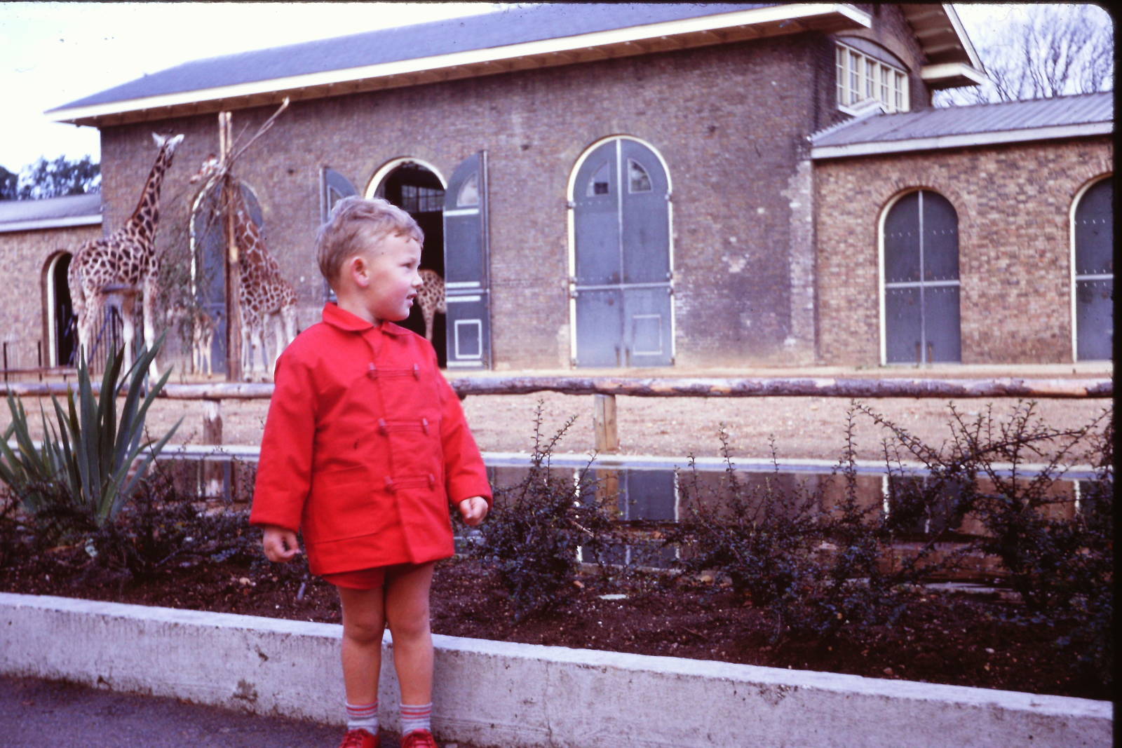 In front of the Giraffes, 1964