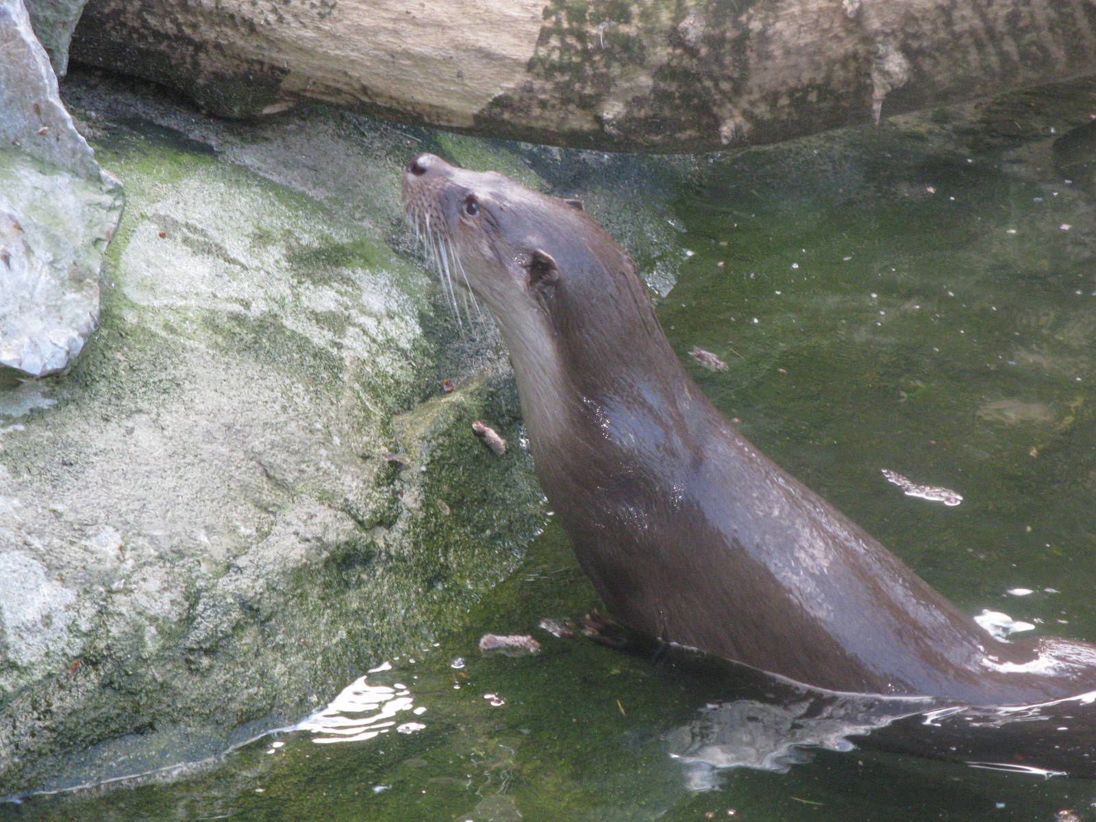 In half plunged European otter