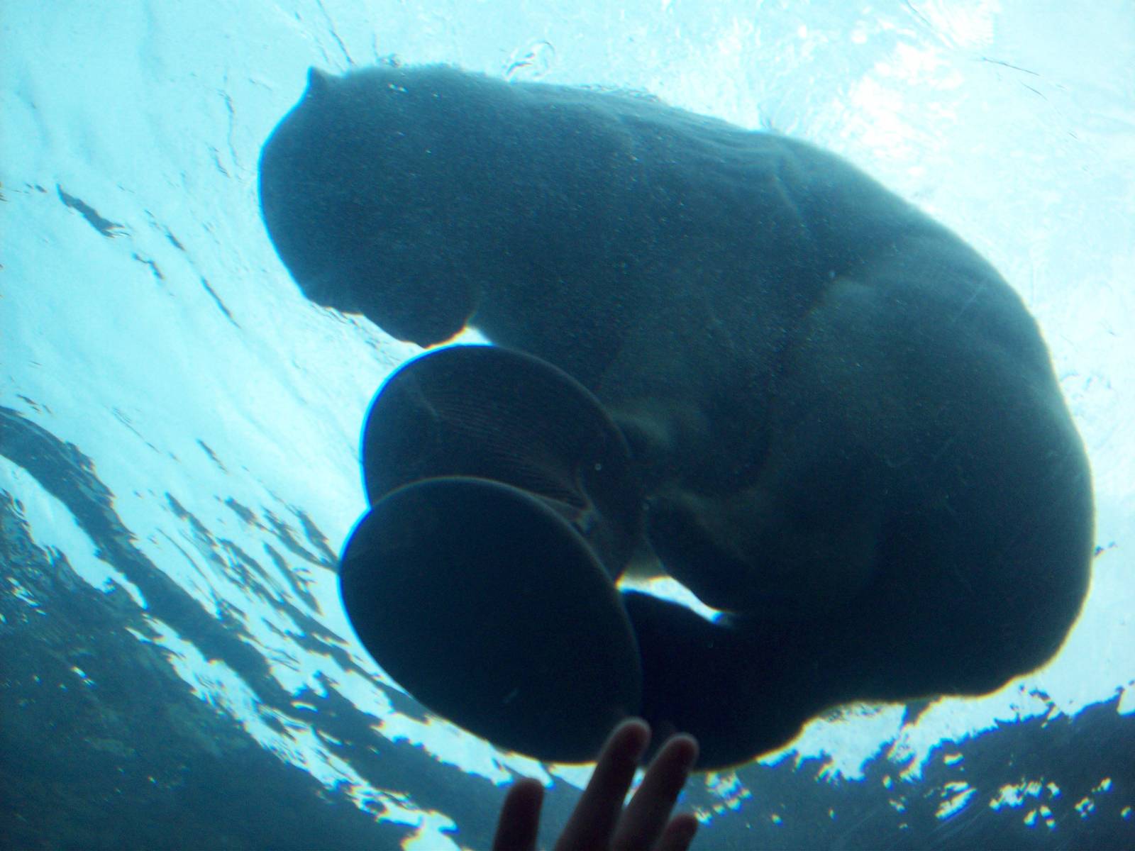 In love with its toy.