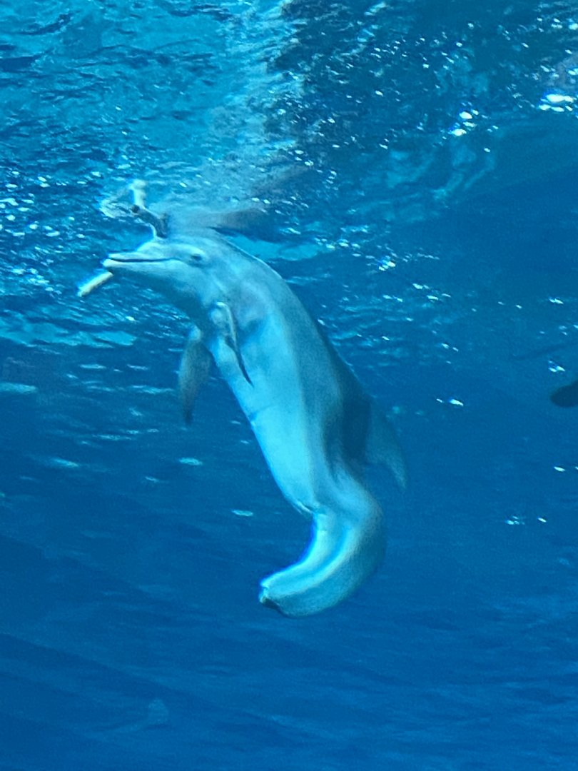 In Memoriam (Tursiops truncatus)