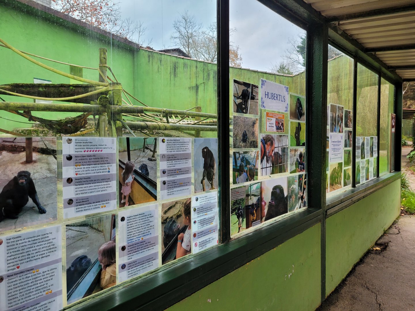 In memory of Hubertus the chimpanzee -Zoo de Santillana del Mar (2023)