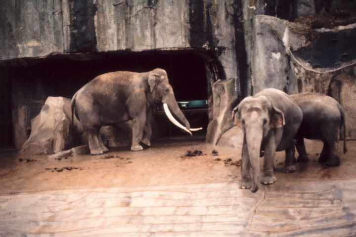 In memory of Siam - Paris - 1980's