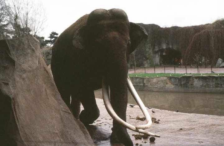 In memory of Siam - Paris - 1980's