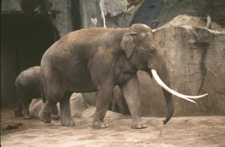 In memory of Siam - Paris - 1980's