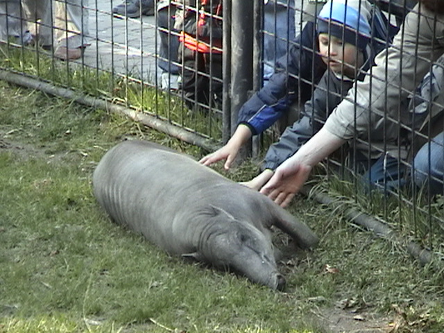 In need of affection...