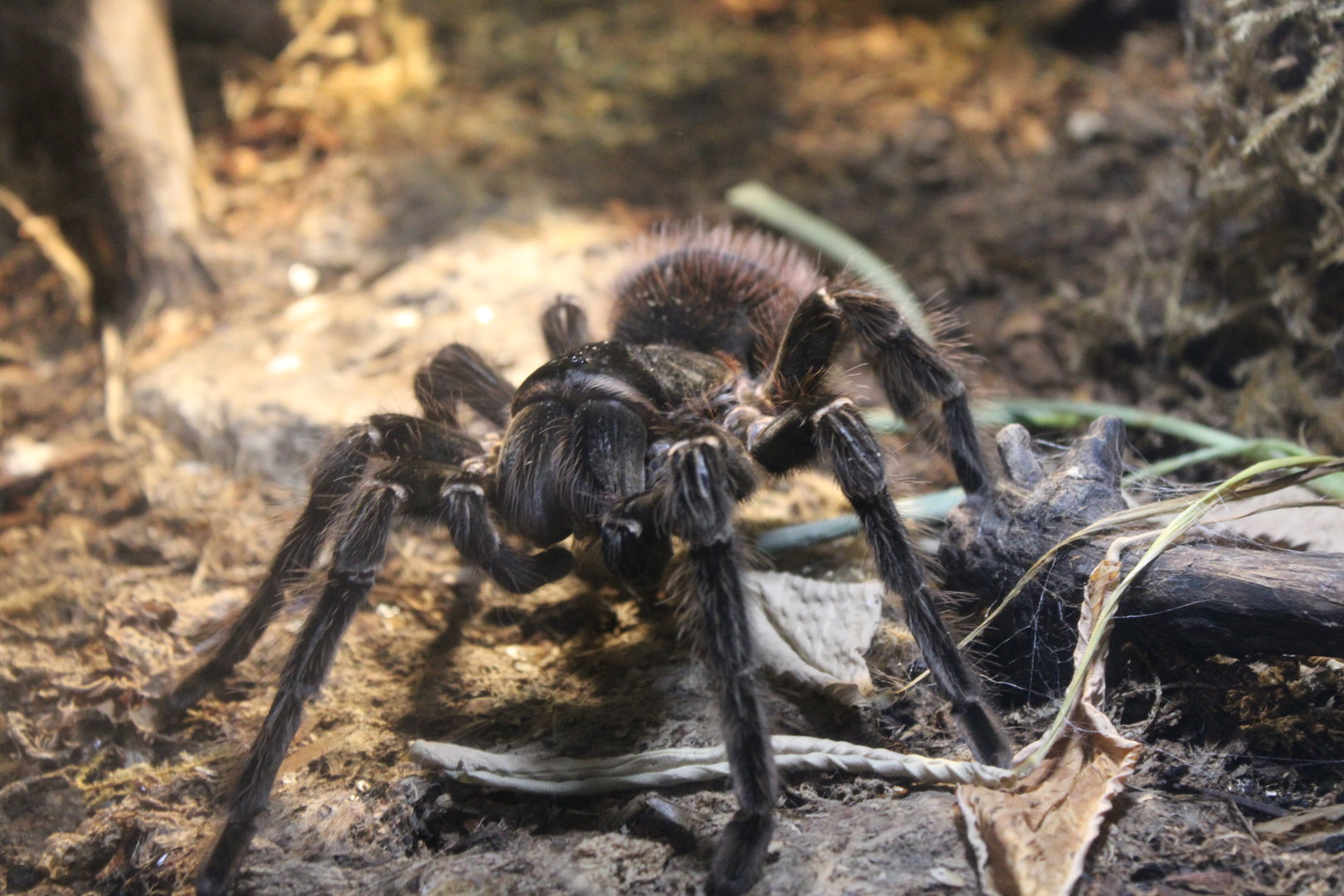 In Pursuit of Prey (ID this Tarantula?)