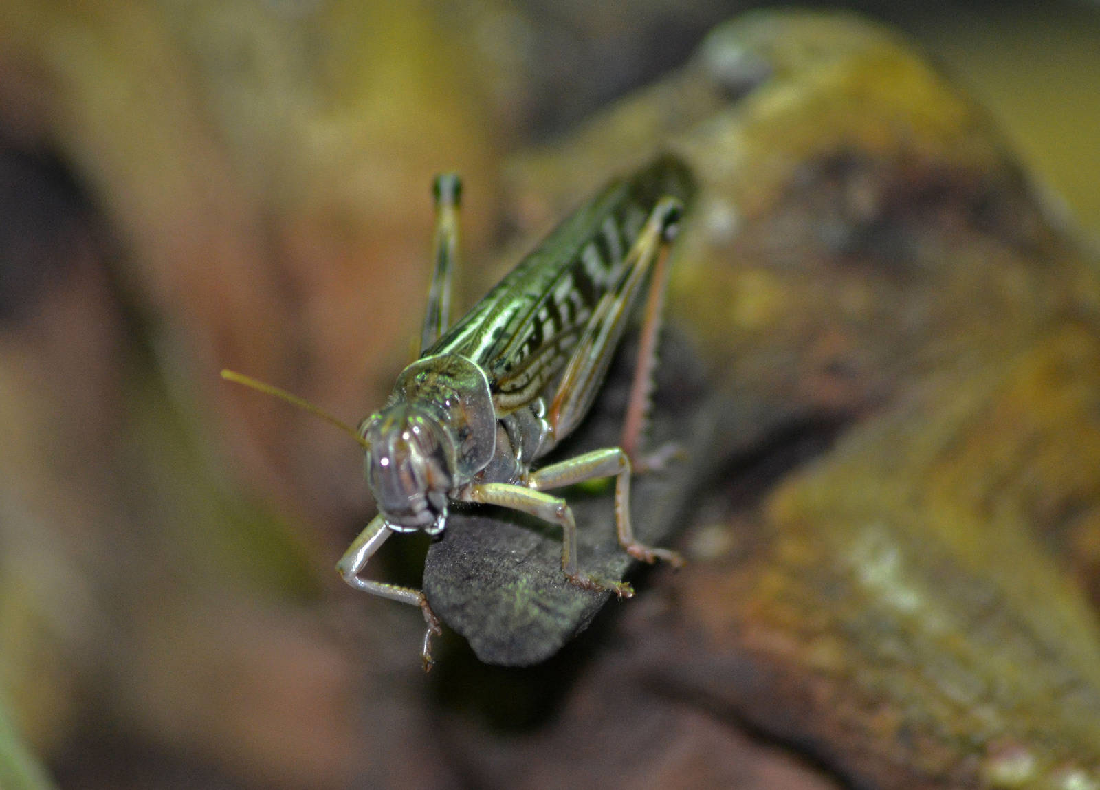 In small insect type house