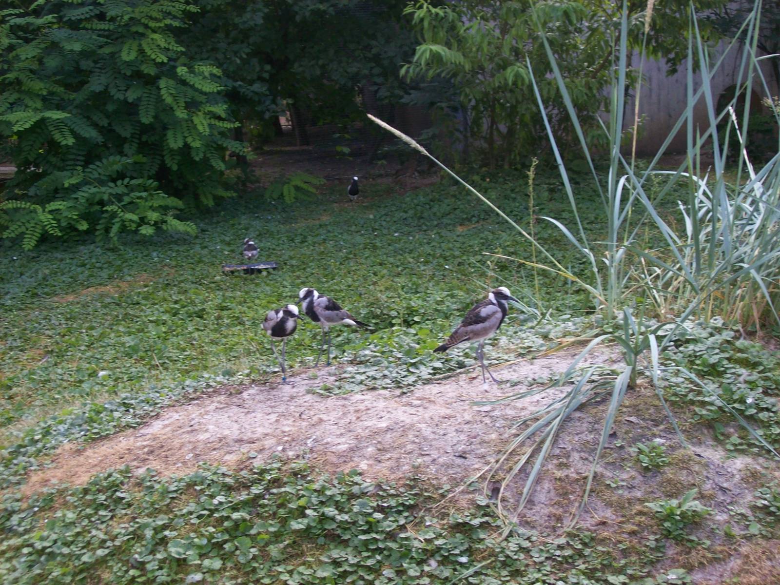 in the arctic aviary