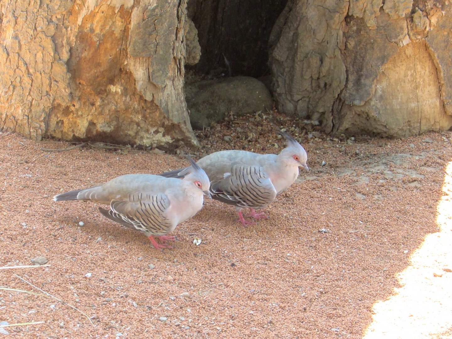 In the Australian Birds Aviary (1) - July/2017