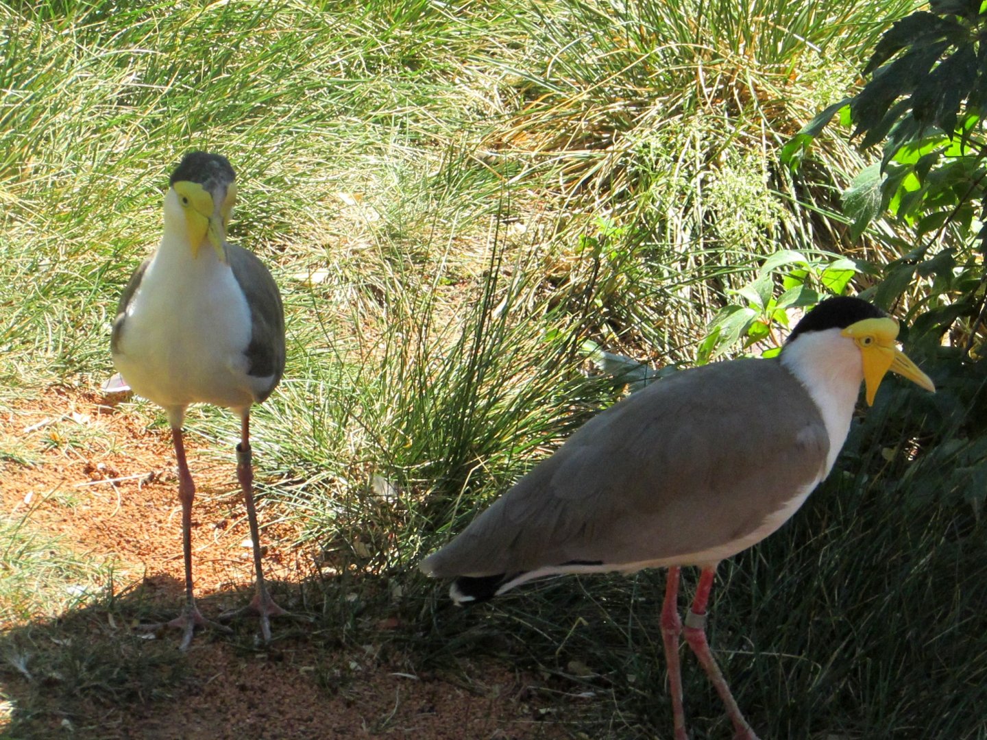 In the Australian Birds Aviary (2) - July/2017