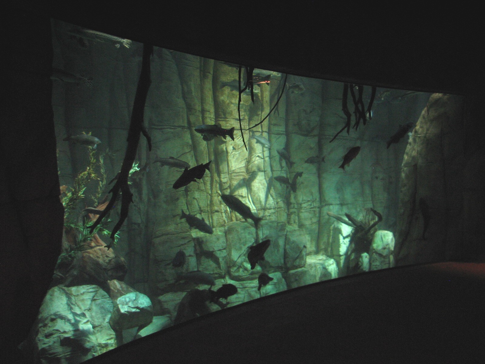 In the Desert - Aquarium