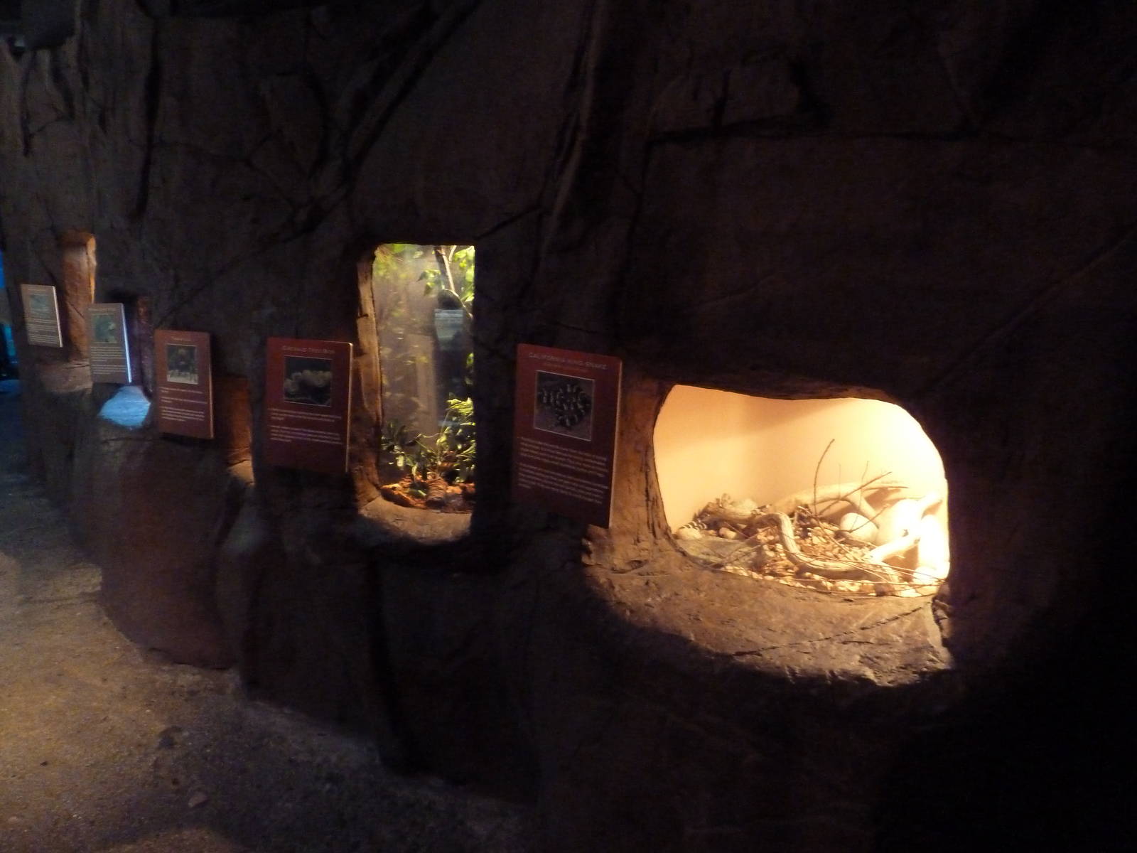 In the Desert Gallery - Reptile/Amphibian Terrariums