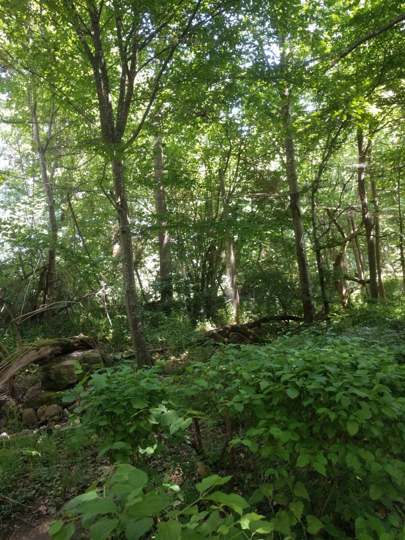 In the eurasian Eagle owl Walk through Aviary