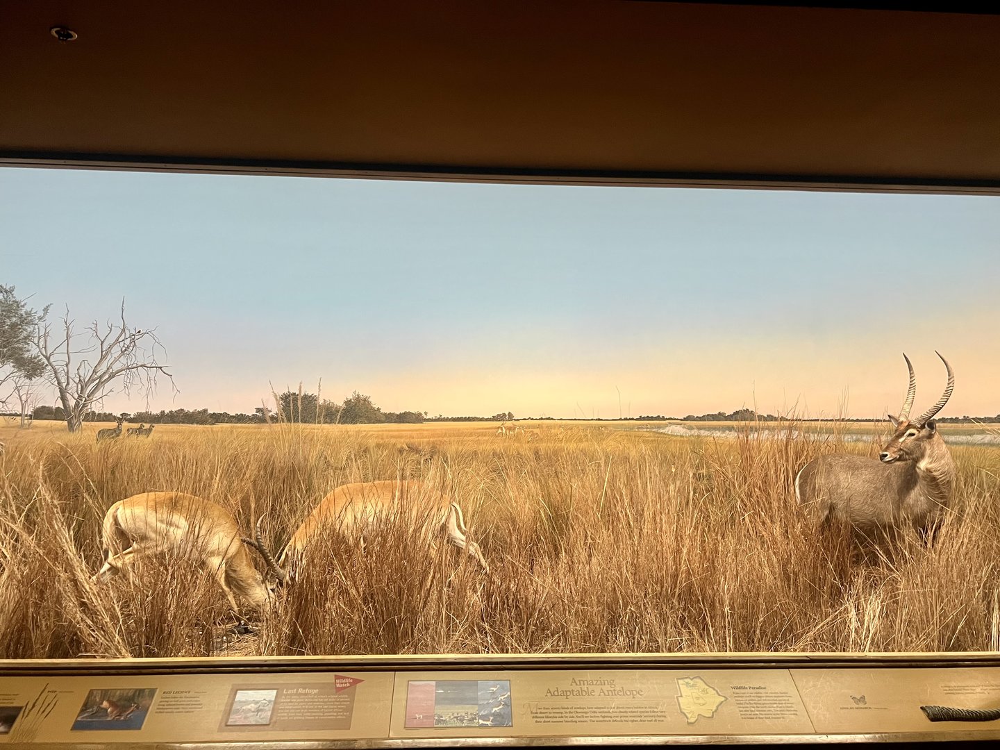 In the high grass - Marshlands Diorama
