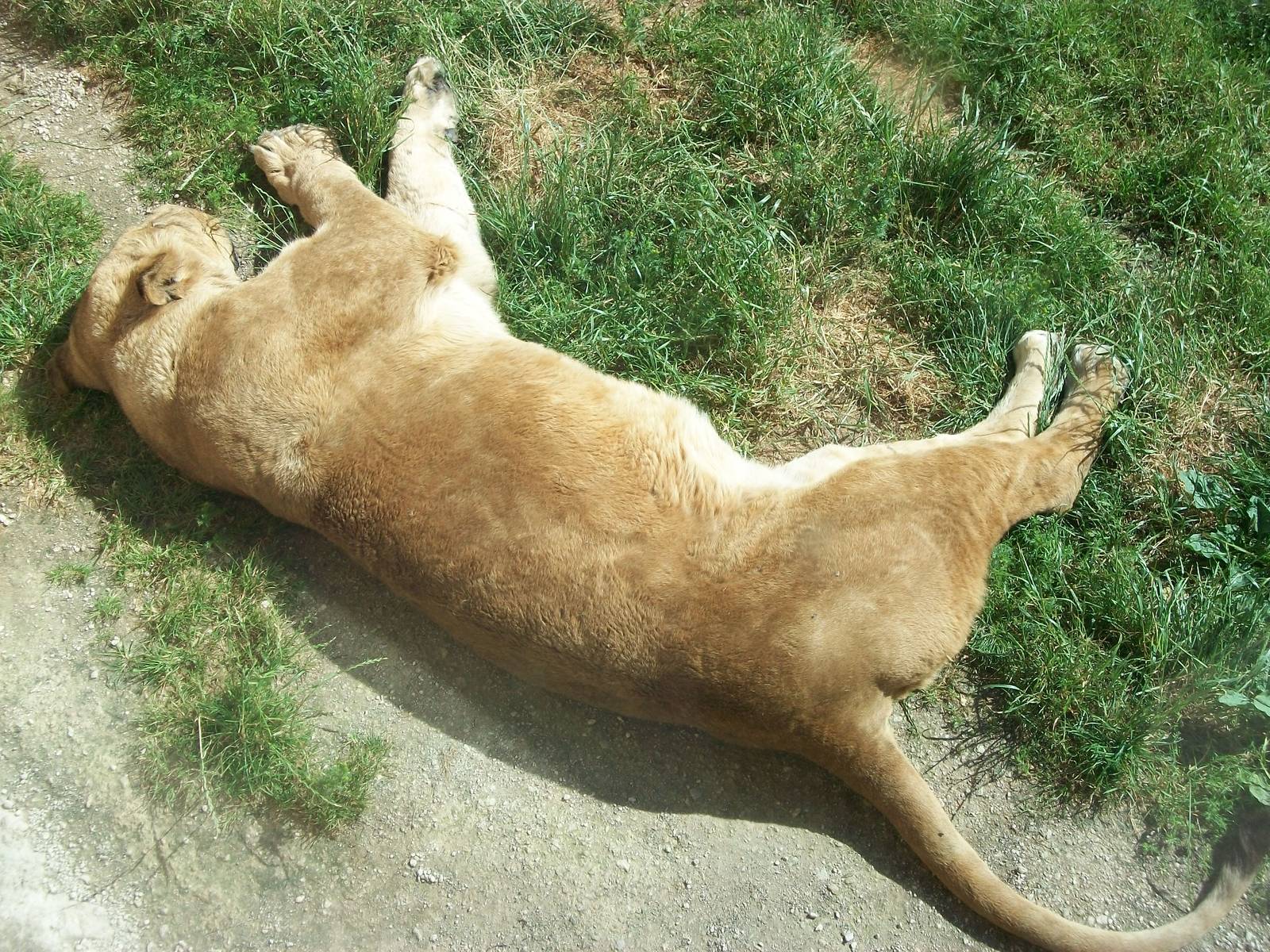 In the jungle, the mighty jungle; 7th July 2014