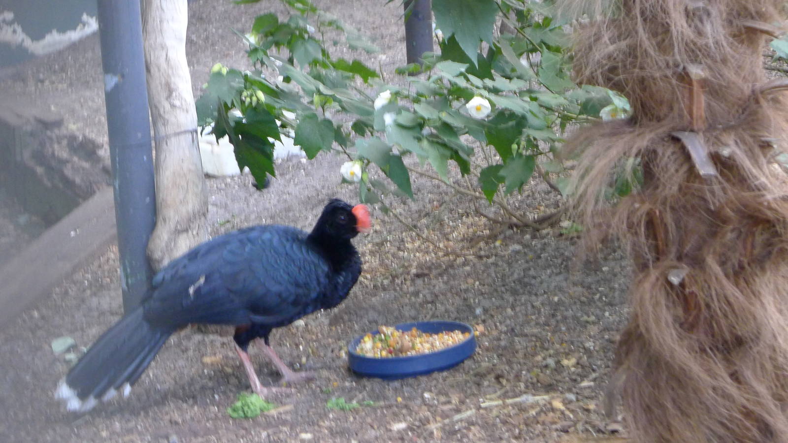 In the large Macaw avairy