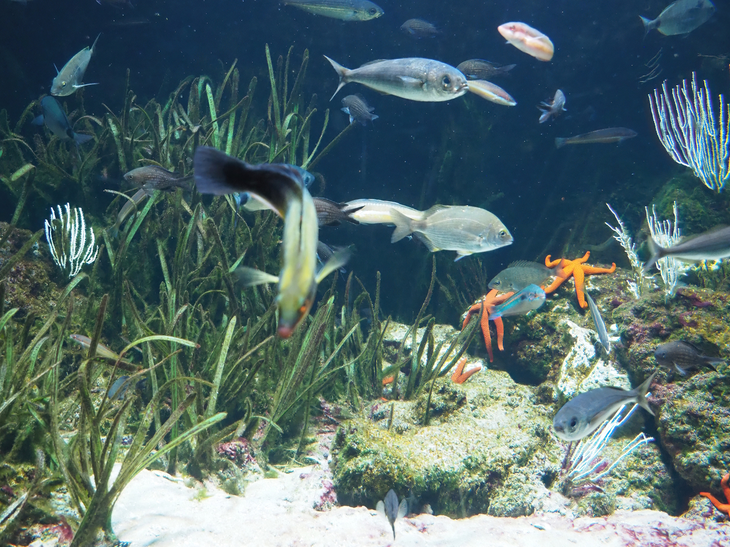 In the Mediterranean seagrass meadow tank, 2024-02-17