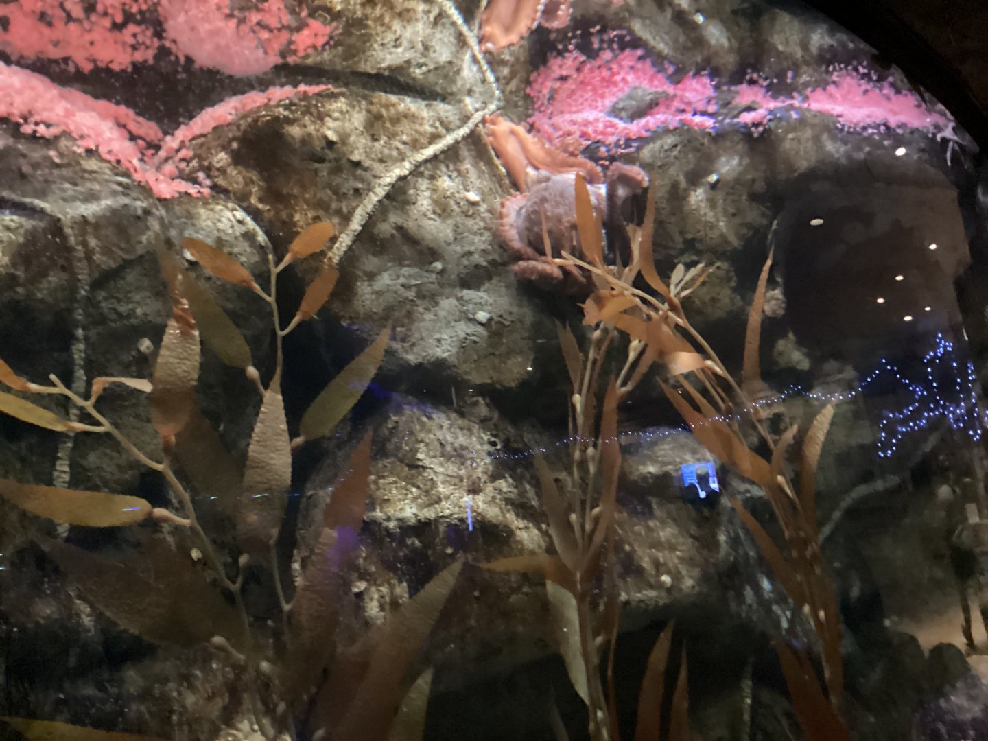 In the Octopus Tank at Mandalay Bay - Seen December 20th 2024