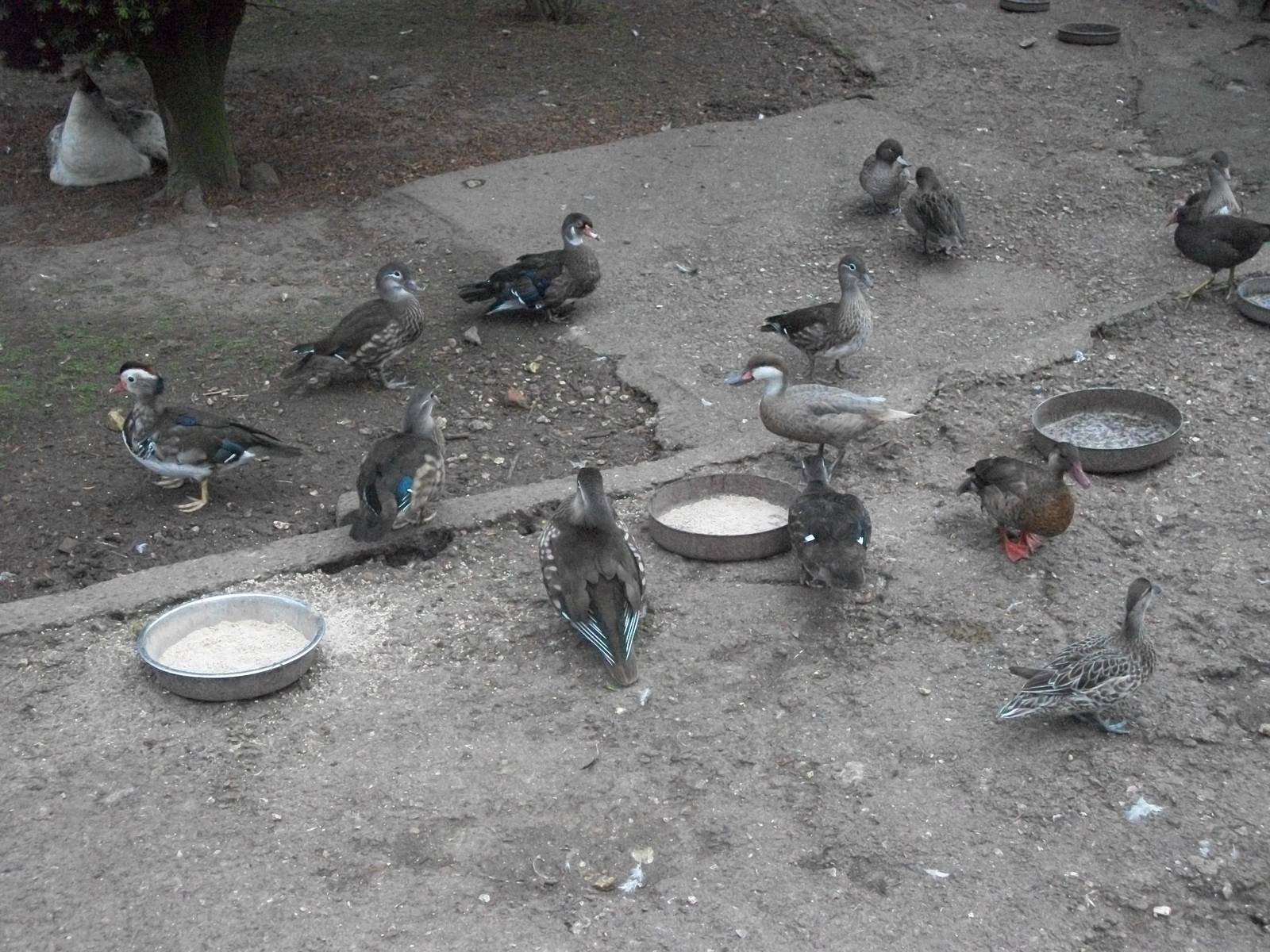 In the walk-through aviary, 22nd August 2014