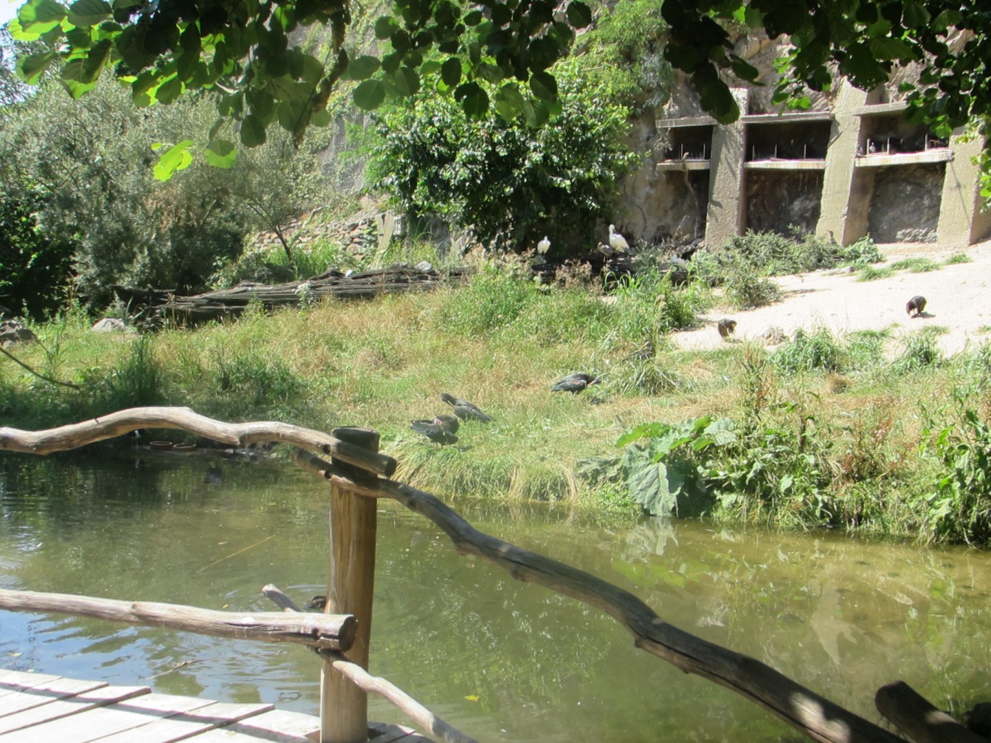 In walktrough aviary - July/2017