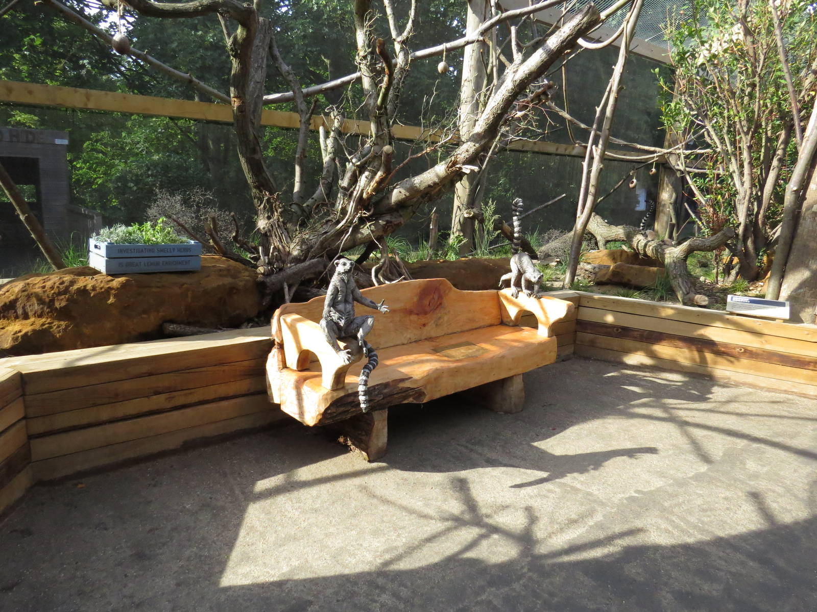 In with the lemurs - bench and enriching herbs, July 2015.