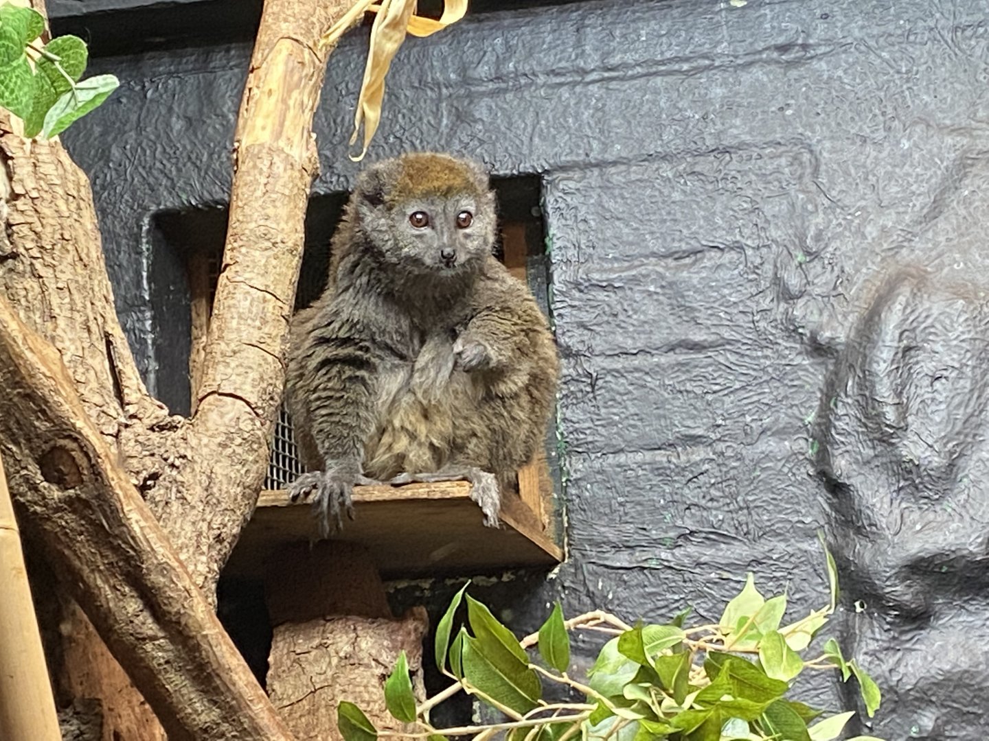 In with the lemurs - Lac Alaotra bamboo lemur 180322