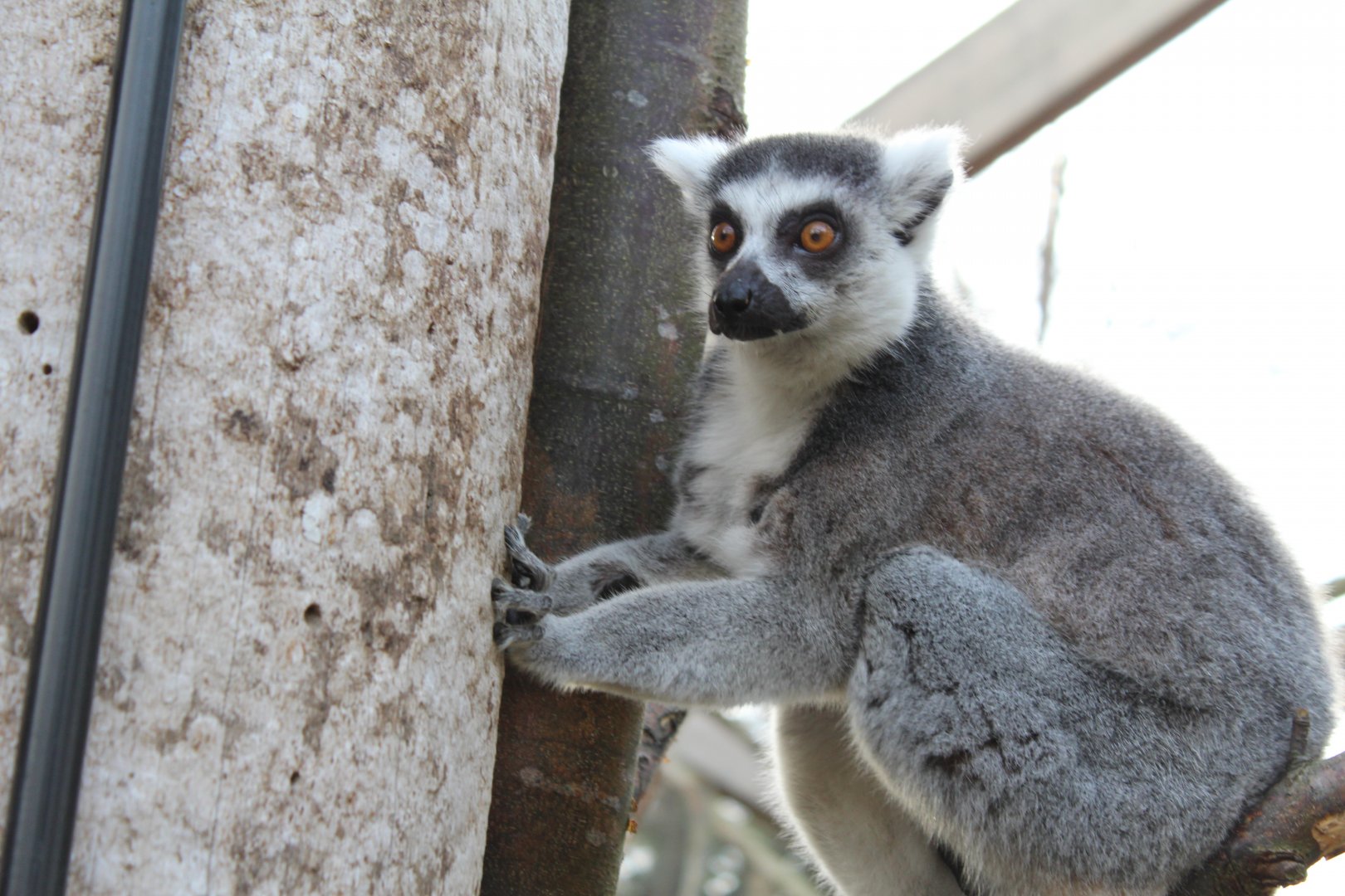 In with the Lemurs: Ring-Tailed Lemur
