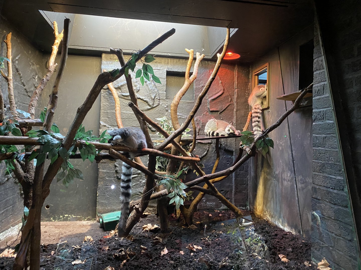 In with the lemurs - Ring-tailed lemurs 180322