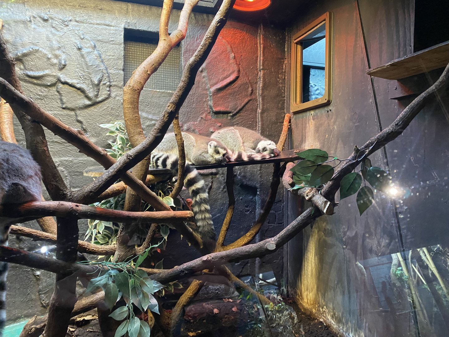 In with the lemurs - Ring-tailed lemurs 180322