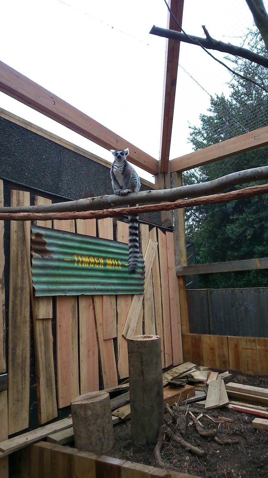 In With The Lemurs