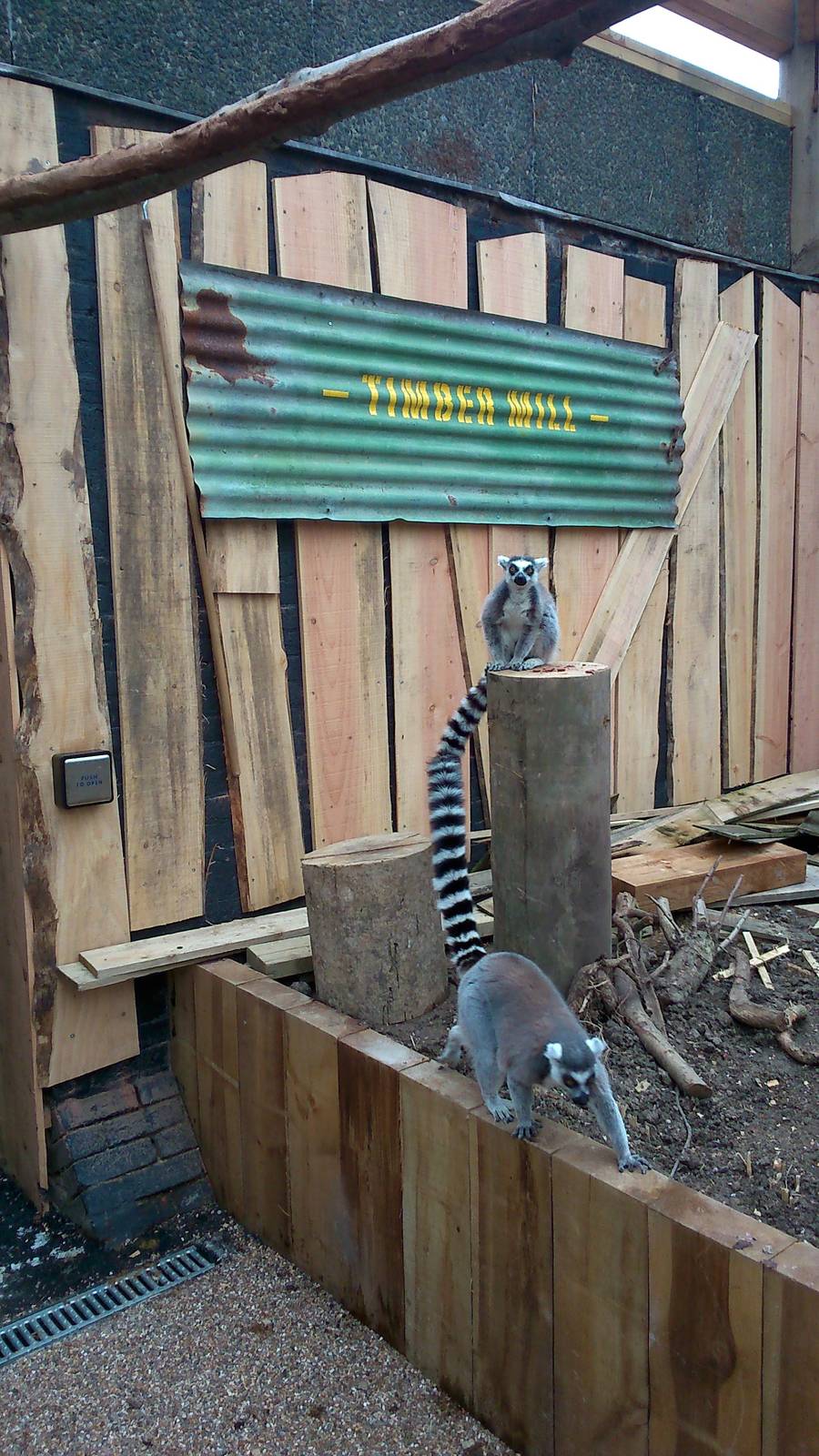 In With The Lemurs